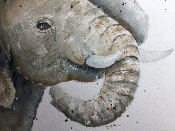 Elephant baby portrait