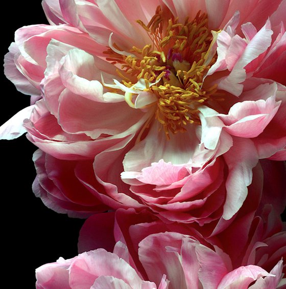 Two Pink Peonies