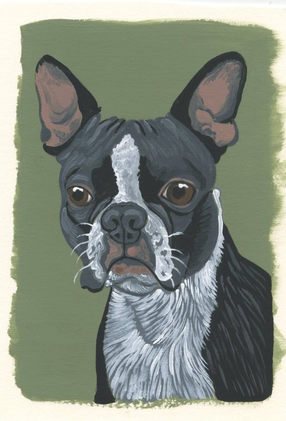 Boston Terrier