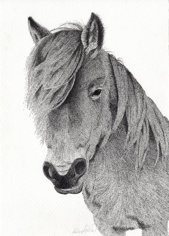 Dartmoor Pony - Original Stippling Illustration Ink drawing by Kelsey  Emblow