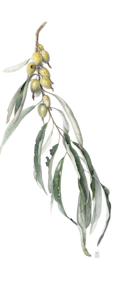 Branch of Elaeagnus Angustifolia by Yuliia Moiseieva