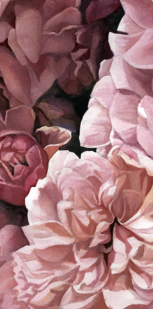 shades of pink by Alfred  Ng
