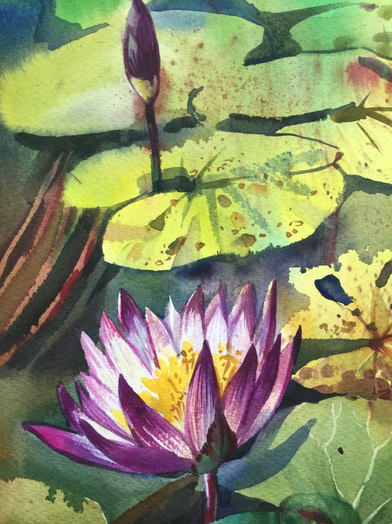 Lotus. Water lily. Painting of flowers
