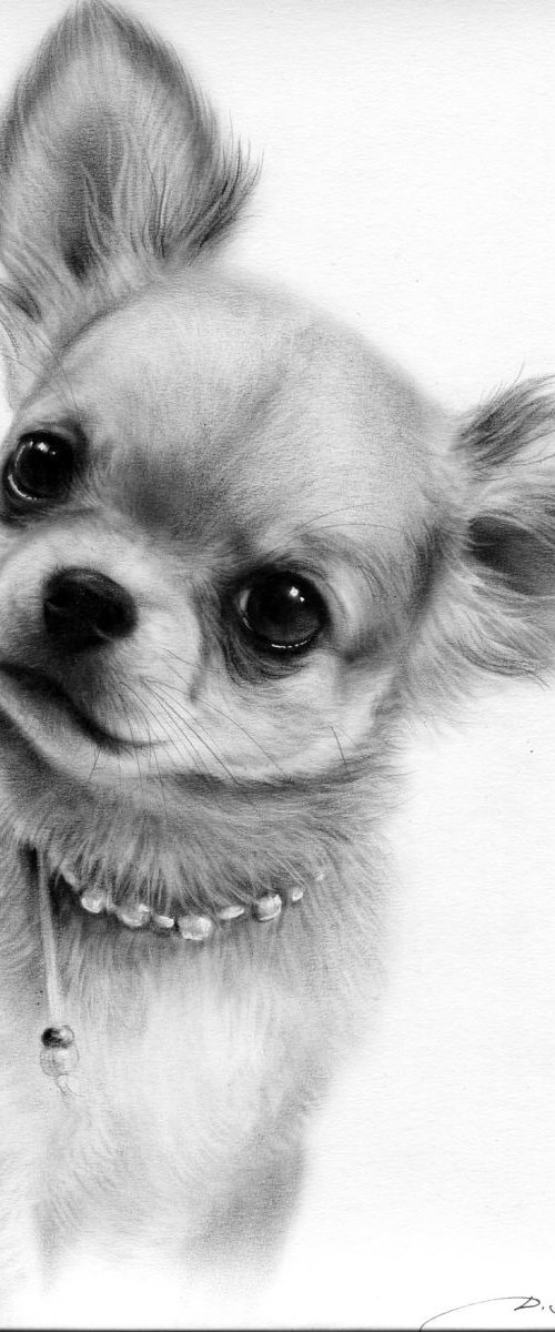 Chihuahua Puppy by Danguole Serstinskaja