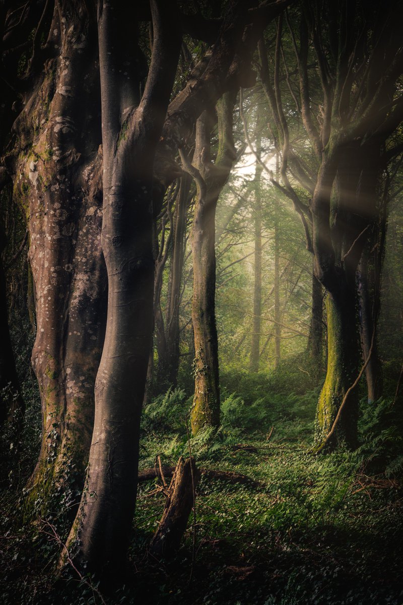 Photorealistic Photograph , Mystical Woodland By Paul Nash, 16 X 24, Artwork For Sale On Artfinder