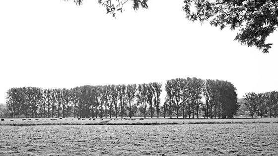 River Epte Poplars