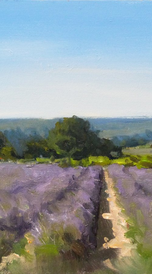 Champs de Lavande dans la Drôme by Pascal Giroud
