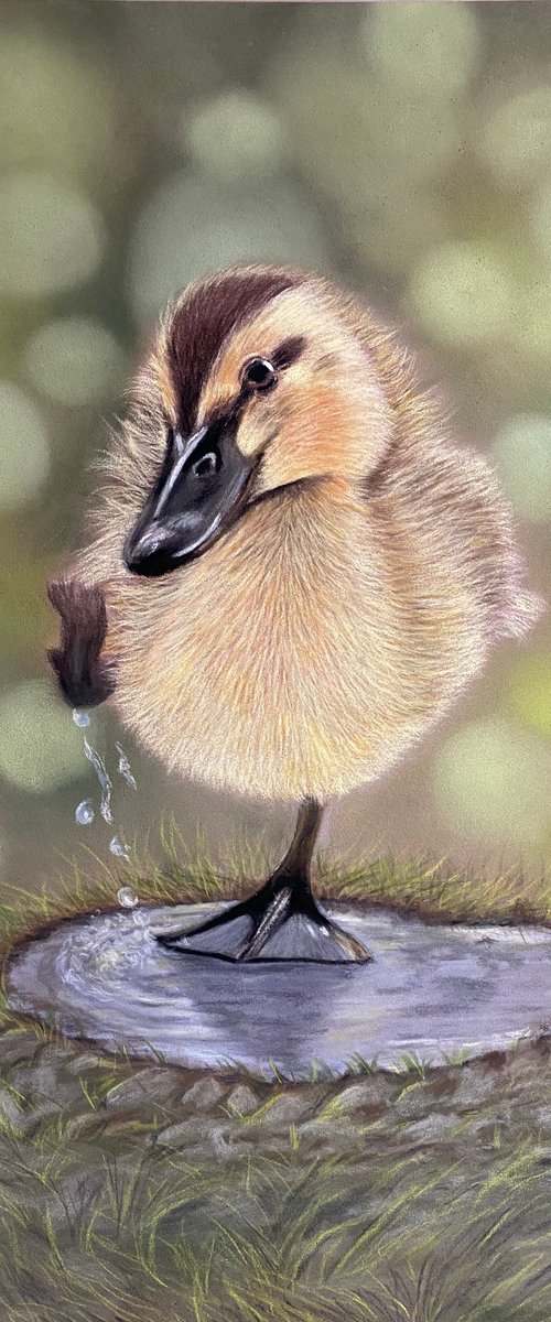 Duckling by Maxine Taylor
