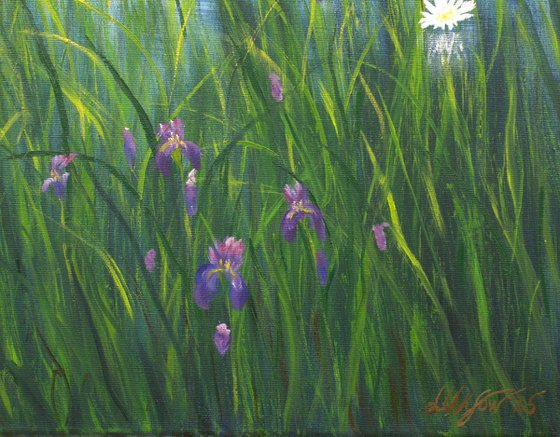 Water lily pond