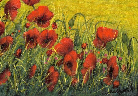 Red poppies