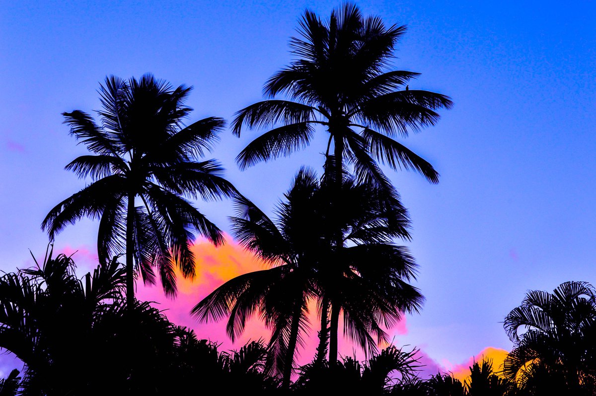 Tropical Palms, Barbados by Georgia Fitzgerald