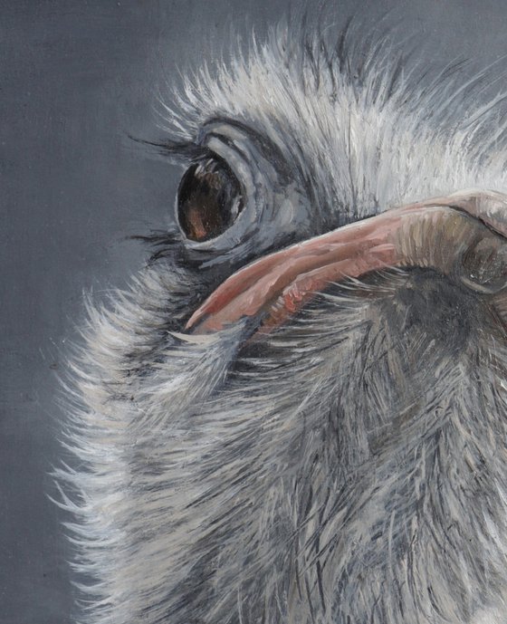 Ostrich Portrait