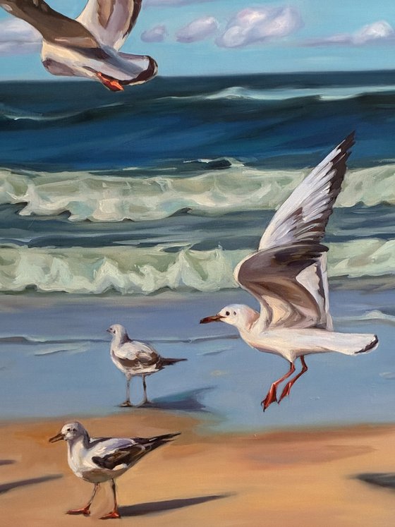 Sea seagulls