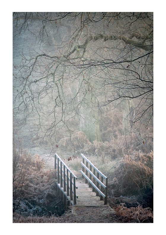 Forest Bridge