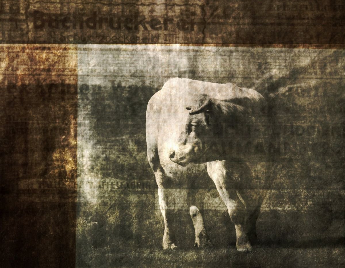 A Cow in a No Man’s Land by Philippe berthier