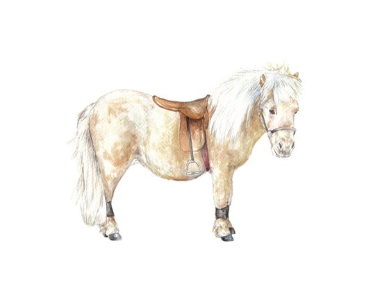 Shetland Pony Original Watercolor