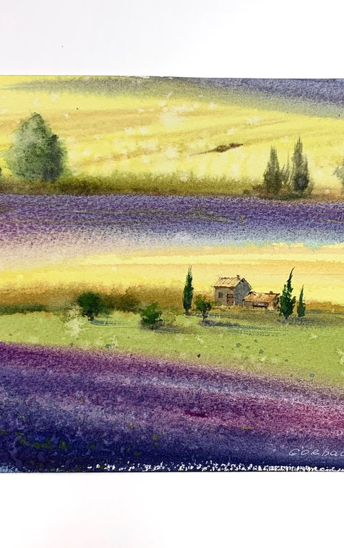 Lavender fields by Eugenia Gorbacheva