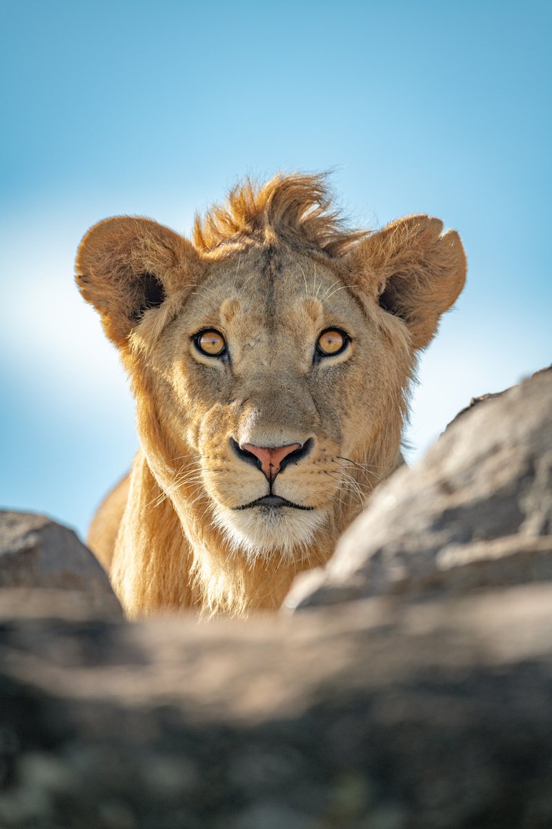 Photorealistic Animal Photograph By Nick Dale, 26 X 33", "Give Me A Lion - On The Rocks", Original Artwork