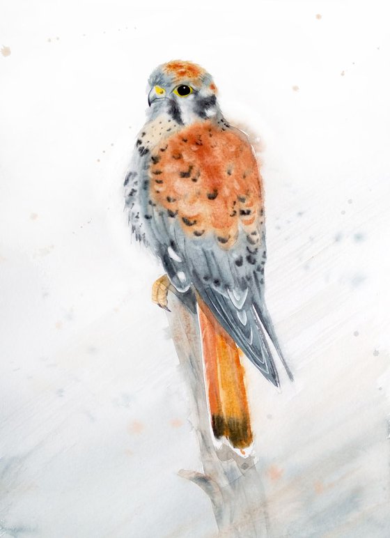 American Kestrel - Sparrow Hawk