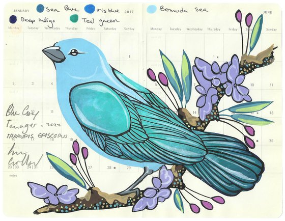 Birds of South America: Blue Grey Tanager