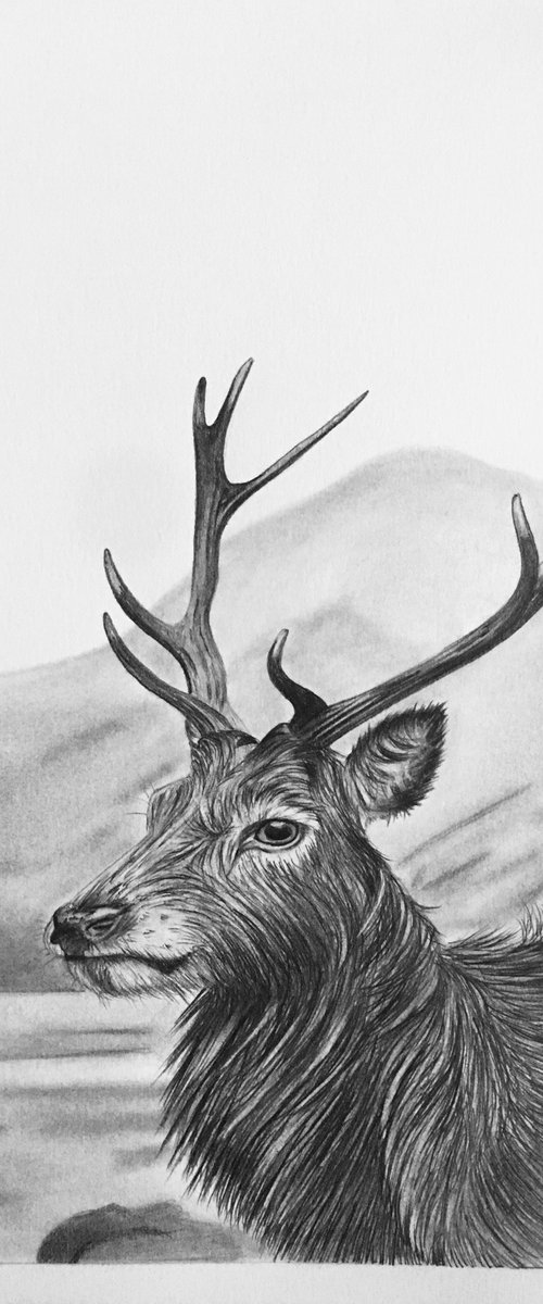 Stag by Amelia Taylor