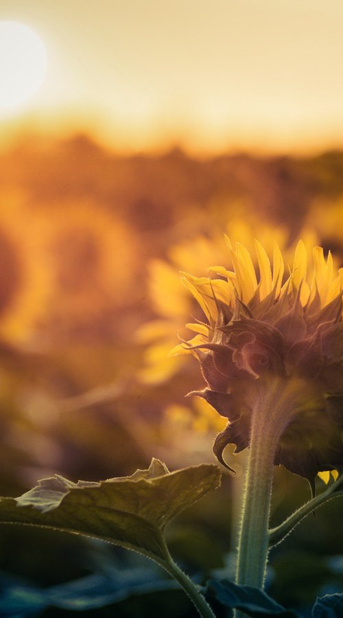 Sunflowers at dawn by Vlad Durniev