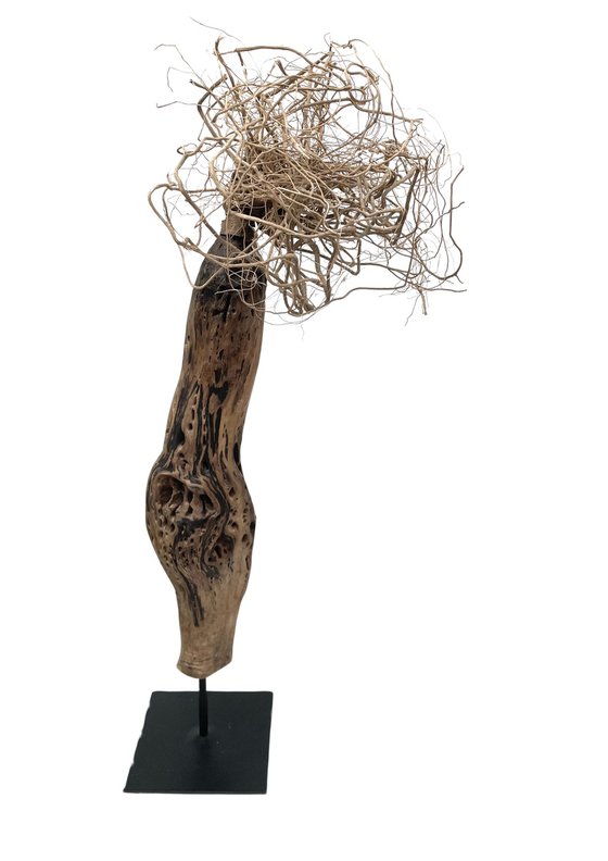 Dryad, Ostréïdes series