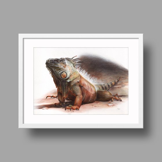 American Iguana