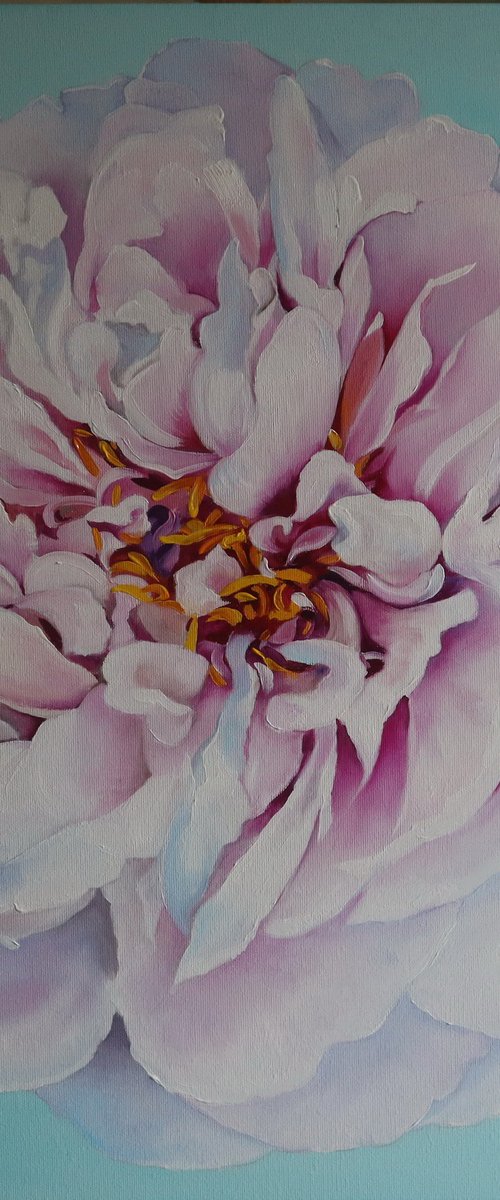 Peony Flower Close-Up by Natalia Shaykina