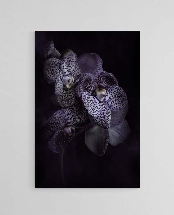 Midnight Orchids