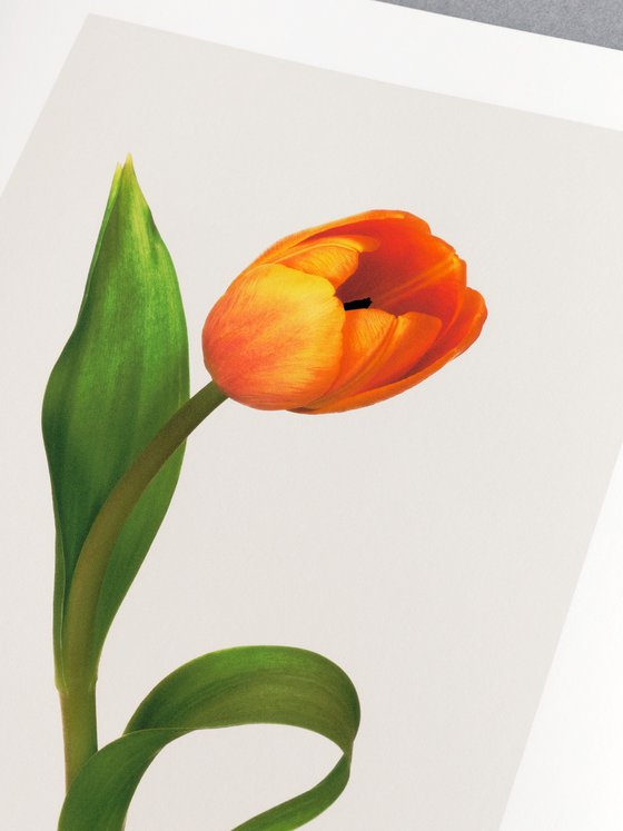 Tilted Bloom