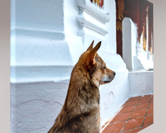 Temple Dogs of Laos No.3
