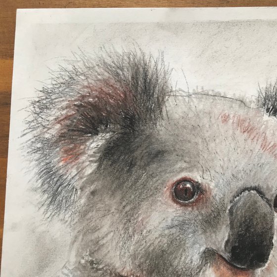 Charcoal Koala #01