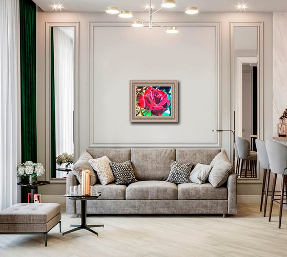 Burgundy Rose in Bloom