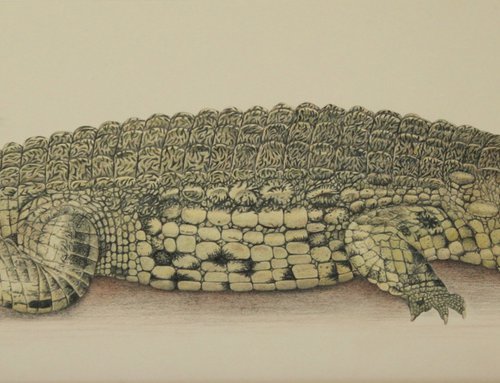 Nile Crocodile by Lorraine Sadler