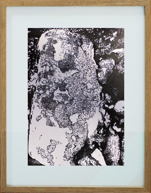 Arctic lichens study by Przemek Kręt