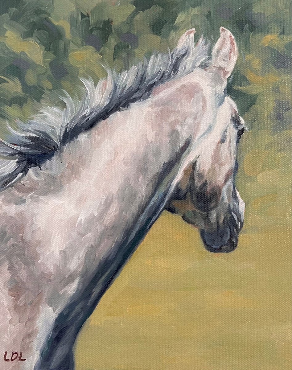 Gaze - Grey Arab Horse by Lorna Lancaster ASEA