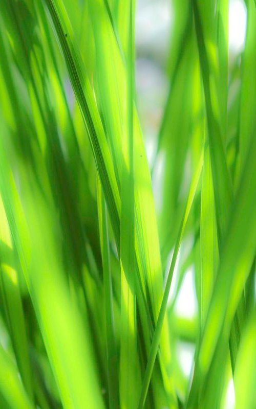 Grass fronds by Russ Witherington