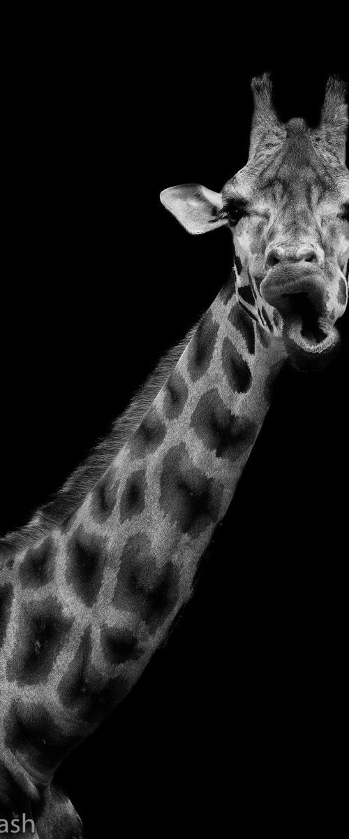 Giraffe chewing the cud by Paul Nash