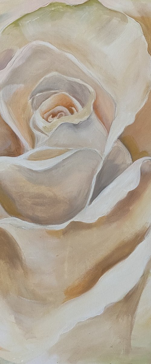 Cream rose. by Lotz Bezant