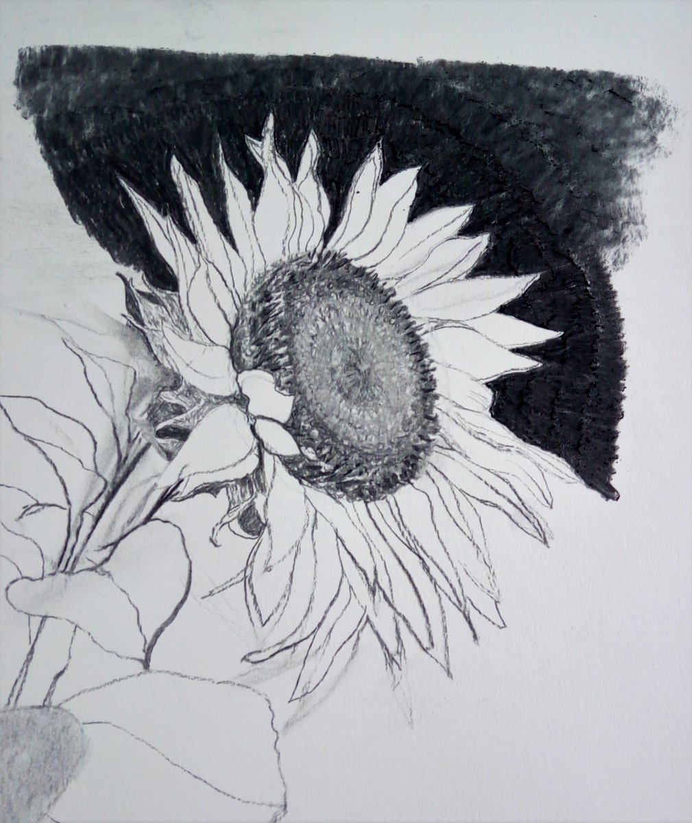 Dearannart - Quick drawing of sunflower today on black paper using