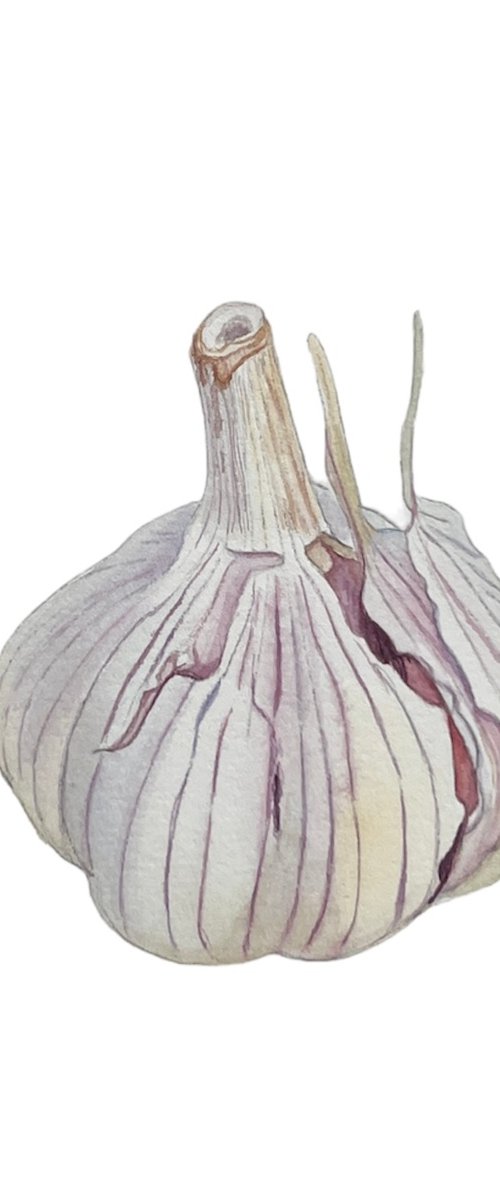 Garlic. Original watercolour artwork. by Nataliia Kupchyk