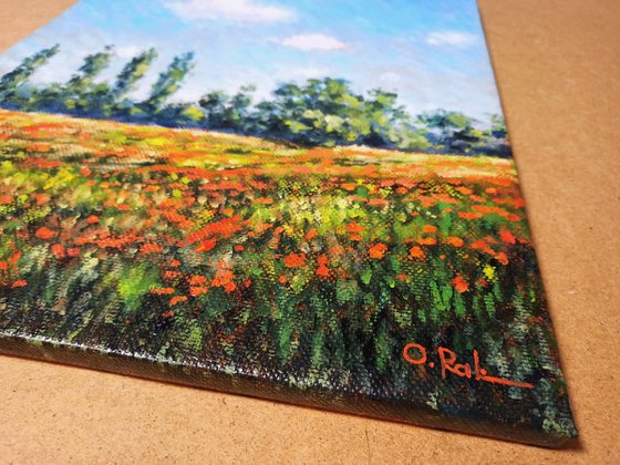 Poppy field at noon