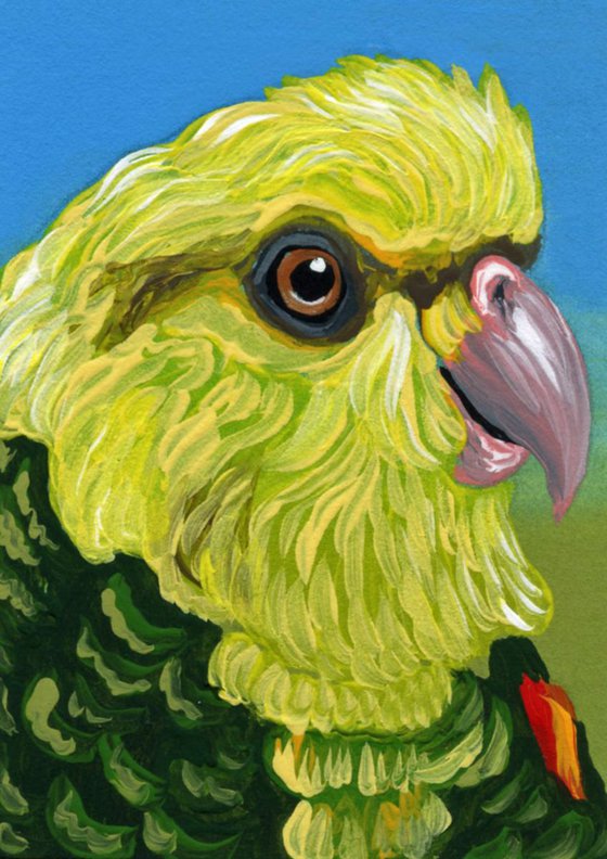 ACEO ATC Original Painting Yellow Head Amazon Parrot Bird Art-Carla Smale