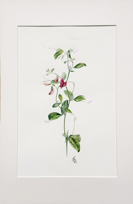 Red sweet pea (Fragrant Summer)