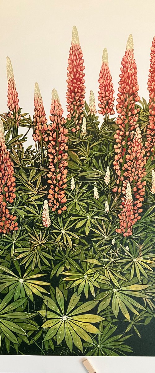 Lupins (orange) by Susan Noble