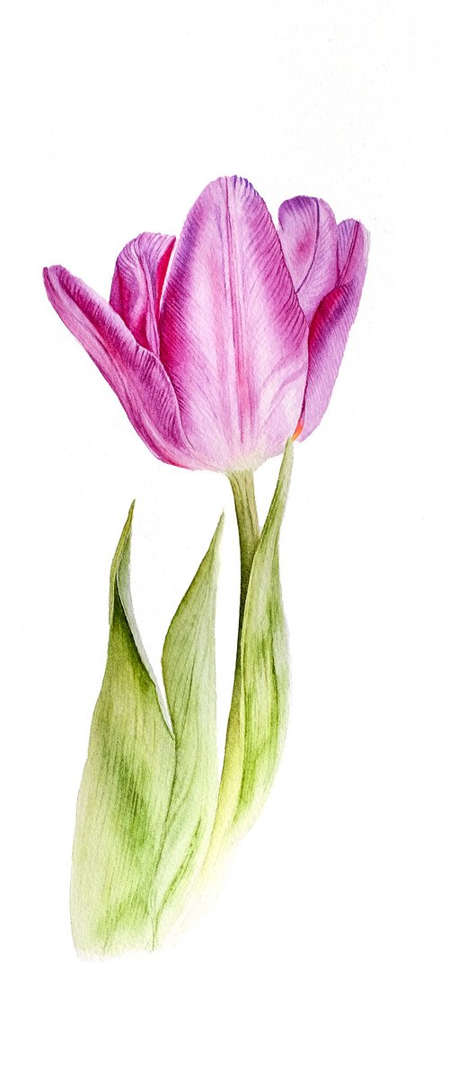 Tulip 'Violet Beauty' by Maiia Axton