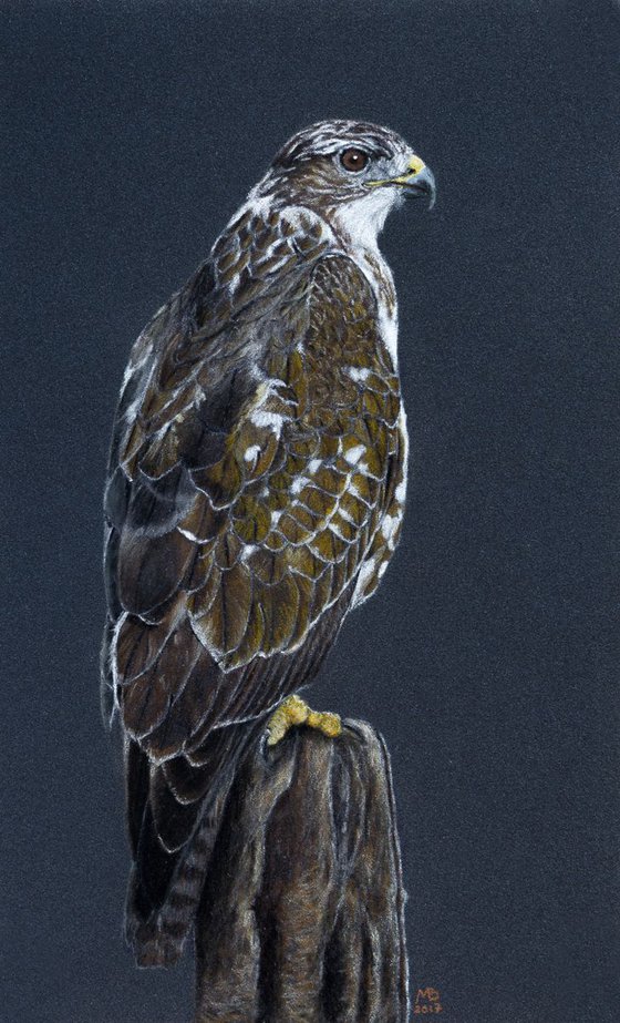 Original pastel drawing "Common buzzard and Common kestrel" (diptych)