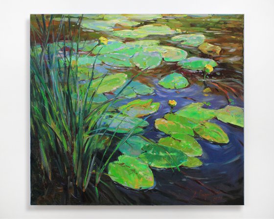 Water lilies pond
