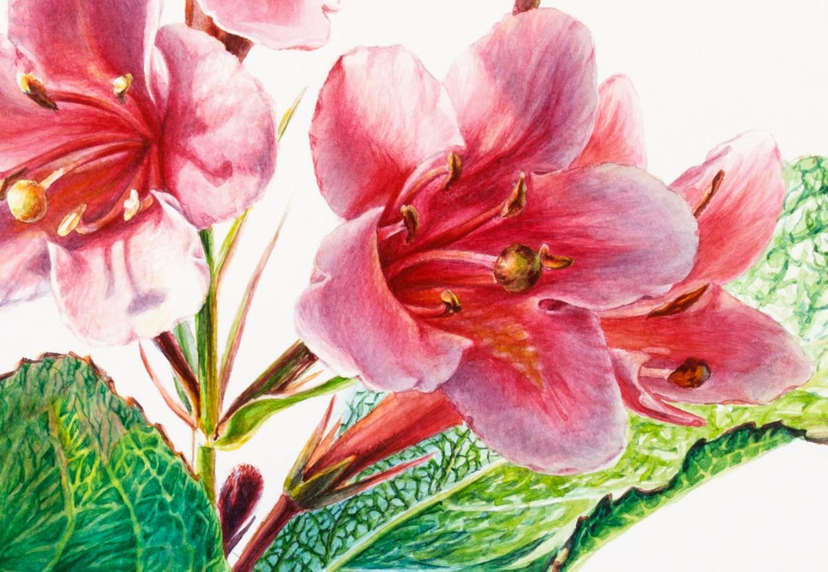 Weigela by Lida Duchnewitsch